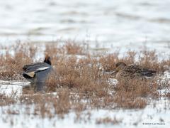 20190112 Wintertaling Het vrouwtje liet zich ook nog even zien. Daar is het groene spiegeltje in de vleugel beter te zien. Op het spiegeltje na is het vrouwtje veel saaier getooid dan het mannetje. Bij de eenden zijn de mannetjes in de regel het mooist.