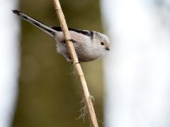 20180330 Witkopstaartmees De gewone staartmees ken je vast wel maar er is er ook eentje die er net wat anders uit ziet. Eentje met een witte kop en witte buik. Elk jaar komen in de wintertijd wel een aantal van deze ondersooort van de gewone staartmees op bezoek bij ons. Zo kon ik enkele jaren terug bij een voerplek in het bos dit exemplaar fotograferen. Waarschijnlijk is dit zo'n witkop maar zeker is het ook weer niet want er schijnen ook tussenvormen rond te vliegen.