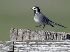 20180608 Witte kwikstaart Deze witte kwikstaart kun je tegenkomen in min of meer open land: platteland, akkers, gorzen en slikken, graslanden, oevers, park en tuin, golfbanen, stedelijk gebied, industrieterreinen en op meer uitgestrekte weilanden. Overal waar insecten te vinden zijn. Ze zijn talrijk. Ze zoeken meestal lopend op de grond voedsel. Rennen voortdurend achter insecten aan en maken daarbij ook korte vluchtjes. Ze eten insecten, vooral muggen, vliegen, libellen, vlinders en hun larven. Hun lange s