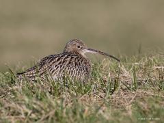 20170520 Wulp Toen ik in februari met mijn mobiele schuilhut een vogeltocht door Walcheren maakte, zag ik bij het voorbij rijden deze wulp langs de weg zitten, maar een metertje van de weg af. Iets verder gekeerd en voorzichtig terug gereden. De wulp bleef gewoon zitten, genietend van het schaarse warme zonlicht denk ik. Ik kon tot op vijf meter komen, hij vertrouwde de auto volkomen. Dichter bij kan ik mijn 500 mm lens niet scherp stellen. De wulp is een grote strandloper, wel tot 57 cm groot. Zijn lied is