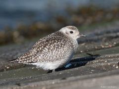 20171007 Zilverplevier In deze tijd van het jaar kun je in Zeeland op zijn trek deze mooie steltloper tegen komen. In zijn geheel witte winterjas. In de zomer hebben ze een geheel zwarte buik. Deze trof ik aan op de Oesterdam daar naast het Markiezaatsmeer bij Bergen op Zoom. Het is een echte lange afstandstrekker die vliegt van de toendra's in Noord-Rusland, Alaska en Noord-Canada naar de gematigde streken (West-Europa) en nog verder over de evenaar tot in Zuid-Afrika. Bij ons vooral te zien van augustus t