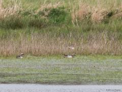 20190410 Zomertaling In De Matjens zie je altijd wel een groepje wintertalingen. In de trektijd tref je daar ook wel eens een zomertaling bij aan. Zo ook gisteren toen ik er twee zag foerageren. De andere foto is eerder in Zeeland gemaakt. En weer hetzelfde liedje. Zo schaars als hij tegenwoordig is, zo algemeen was hij tot rond 1960. Daarna begon echter een steile achteruitgang die tot decimering van de broedpopulatie leidde en waarbij grote delen van het land hun Zomertalingen kwijtraakten. In agrarisch c