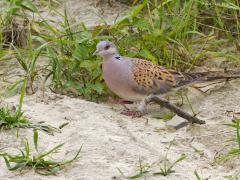 20170702 Zomertortel Helaas weer een vogel waarmee het slecht gaat. In ons land gaan steeds meer biotopen verloren waar deze duif zijn geschikte voedsel kan vinden. In Frankrijk worden er nog steeds veel afgeschoten, ongelooflijk eigenlijk, die kloje's daar vinden dat een leuke jachtsport. Deze zomertortel of tortelduif is met iets meer dan 25 cm de kleinste Europese duif. Goed te herkennen aan het schubpatroon op de rug dat veroorzaakt wordt door de brede roodbruine randen van de veren. Ook door de zwart m