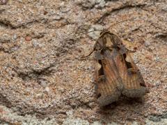 20190803 Zwarte-c-uil Ook deze, naar mijn mening best mooie, nachtvlinder kun je momenteel tegen komen in het donker. Ik vond hem op de muur bij de tuinbuitenlamp. Goed aan de houding van de vleugels is te zien dat het een vlinder is uit de familie van de uilen (Noctuidae). Alles behalve zeldzaam is ie. Komt verspreid over het hele land voor. Ze vliegen rond van half april tot eind november in twee, soms zelfs drie generaties. De rups kruipt rond van juni-juli en september-april en foerageert ´s nachts en v