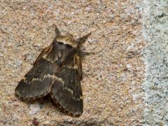 20171115 Zwarte herfstspinner Zou je vandaag hier in Zundert nachtvlinders willen zoeken dan zou je in theorie tussen de 20 en 30 soorten kunnen tegen komen, deze zwarte herfstspinner is er daar eentje van die ik bij onze buitenlamp vond. De naam herfstspinner verwijst naar de familienaam 'spinners / lasiocampidae'. Opvallend zijn de roomwitte dwarslijnen op de antracietzwarte voorvleugel en de karakteristiekeroomkleurige kraag, ze zijn best zwaar gebouwd en ook zeer zwaar behaard en tamelijk groot.