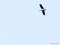 20180824 Zwarte ooievaar Dit plaatje krijg je als je boven het groot schietveld te Wuustwezel een zwarte ooievaar op thermiek de hoogte in ziet schroeven om daarna met een soort glijvlucht richting Antwerpen te vertrekken. Gelukkig had ik mijn 500 mm bij me. Ik schat de hoogte op 150 tot 200 meter en mede door de luchttrillingen door de warmte blijft er niet al te veel detail over. Maar onmiskenbaar een zwarte ooievaar, daarover geen misverstand, het aandeel zwart is nadrukkelijk aanwezig. Waarschijnlijk ee