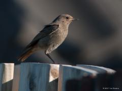 20170724 Zwarte roodstaart Vandaag kwam een zwarte roodstaart bij ons in de tuin even zoeken naar vliegjes en dergelijke. Nooit eerder zagen we deze vogel in onze tuin verschijnen. Er zijn afgelopen jaar een twintigtal huizen gebouwd grenzend aan onze tuin, dat zal de aanwezigheid verklaren denk ik; deze roodstaart huist immers erg graag op rotsachtige zaken zoals nieuwbouw.