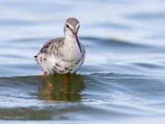 20190510 Zwarte ruiter Een van onze mooiste steltlopers vind ik zelf deze tot de familie van de snipachtige behorende sierlijke vogel. Een vogel die zijn stelten echt benut, ze foerageren namelijk graag zoals hier in het wat diepere water. In de winter is de zwarte ruiter overwegend grijs gekleurd. De poten zijn rood of zwart en de snavel is zwart met een rode aanzet. Het zomerkleed is zwart met witte vlekken op de bovenzijde. Stuit en onderzijde van de vleugels zijn wit. Volwassen is deze ruiter ongeveer 3