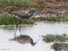 20190511 Zwarte ruiter Zo in zijn zomerkleed doet de zwarte ruiter zijn naam meer eer aan dan in het lichte zomerkleed. Het rood aan de snavel is nog goed te zien, van rode poten is minder sprake.