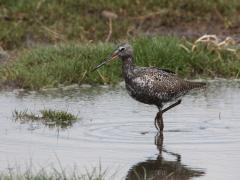 20140426 Zwarte ruiter