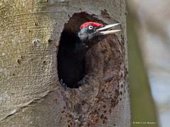 20170403 Zwarte specht