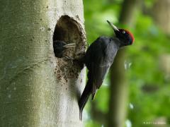 20170526 Zwarte specht