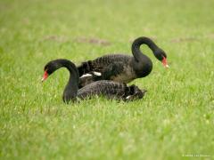 20180313 Zwarte zwaan Al weer bijna tien jaar terug kon ik in maart dit koppeltje fotograferen in De Matjens. Toen nog door de telescoop gedigiscoopt vanaf grote afstand. Daarna heb ik ze daar niet meer gezien. Het zal een doortrekkend stel zijn geweest. De meeste zwarte zwanen houden zich op in paren of familiegroepjes in of bij de broedgebieden. Concentraties tot enkele tientallen exemplaren zijn bekend van ruiplekken als het Volkerakmeer en IJsselmeer. De landelijke aantallen namen in de jaren negentig t