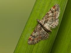 20180727 Zwartkamdwergspanner Dit kleine nachtvlindertje vliegt weer rond in de tuin. Dat is niet zo vreemd want dit dwergje met een voorvleugellengte van 8 tot 10 mm komt heel veel voor bij ons in de streek. Niet alleen bij ons overigens want ik lees op internet: komt voor van het Iberisch Schiereiland via West- en Midden-Europa inclusief de Britse eilanden tot Rusland; in het noorden tot in Midden-Scandinavië. Het zwaartepunt ligt in het Middellandse Zeegebied. Van hieruit naar Klein-Azië, het Zwarte Zeeg