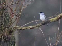 20180421 Zwartkop Niet altijd zit het de hobbyvogelfotograaf tegen. Dat gevoel kreeg ik bij deze foto. De zwartkop is op zich maar een eenvoudig grijs vogeltje met een zwart petje op. Maar zijn zang en pose maakt hier veel goed, het is een van onze fijnste zangertjes vind ik zelf. Hier komt dat zingen goed tot uiting vind ik en bovendien past zijn grijze jasje perfect in de rustige wat meer donker grijze achtergrond. Hij heeft me niet in de gaten omdat ik onder mijn camouflagedoek zit en voelt zich zichtbaa