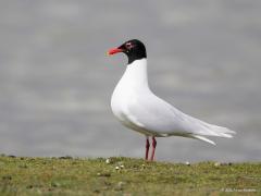 20170420 Zwartkopmeeuw 20170420