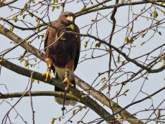 20110410 Harris hawk