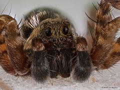 20180312 Moswolfspin In de garage zag ik meerdere van deze in totaal ca. 8 mm grote spinnetjes. Welke het is is vaak moeilijk uit te maken. De familienaam is duidelijk, is goed aan de stand van de acht ogen te zien, het is een wolfspin. Dat zijn echte rovers, zichtrovers, vandaar die grote ogen die recht vooruit kijken. Twee andere grote ogen speuren het luchtruim af op eventuele vijanden van boven. Vier kleinere ogen onder aan de voorkant speuren de directe omgeving nog verder af. Alles bij elkaar acht oge