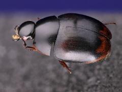 20180209 Sphaeridium bipustulatum Fabricius Dit is een waterkever die ook wel op een koeienvlaai te vinden is. Waterkevers zijn heel glanzend, zijn heel glad. Dat schijnt het voordeel te hebben dat in het water er niet zo makkelijk zaken als algen aan hun body hechten. Bij het fotograferen is die glans vaak erg lastig.