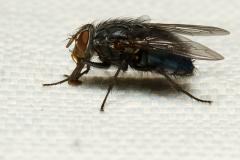 Blauwe vleesvlieg / 20120904