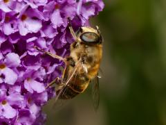 Blinde bij / 20130804