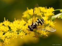 Bretel-wimperzweefvlieg /  Dasysyrphus albostriatus