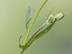 Groene-gaasvlieg-Chrysoperia-carnes / 20130810