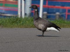 20200124 Rotgans ofwel Zwartbuikrotgans Na de zwarte en de witbuik is nu de zwartbuik aan de beurt. Ze hadden hem net zo goed, of misschien wel beter, bruinbuikrotgans kunnen noemen. Deze soort overwintert in grote aantallen in Noordwest-Europa en vooral in ons land. Broeden doen ze in het noordwesten van Rusland en West Siberie. De vluchtfoto laat nu eens niet wegvliegende ganzen zien maar een groepje dat aansluit bij een eerder gelande groep. Goed is het terug slaan van de vleugels te zi