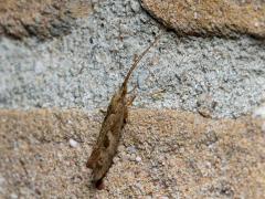 Schietmot / Glyphotaelius pellucidus / 20140824