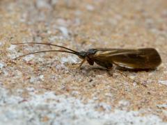 Schietmot / Trichoptera / 20140423