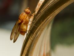 Lichte echte vlieg / Minettia inusta (Lauxaniidae)