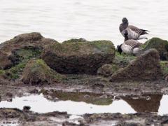 20130216 Witbuikrotgans In Nederland komen in de winter een drietal rotganzen voor. De algemene zwartbuikrotgans, de zeldzame witbuikrotgans en de zeldzame zwarte rotgans. De zwarte liet ik al zien, nu is de witbuikrotgans aan de beurt. Deze komt soms in kleine aantallen aan de kust voor, vooral bij strenge winters. Er zijn ooit ca. 850 vogels hier geteld wat staat voor eentiende van de totale wereldpopulatie, zo klein is zo'n vogelsoort dus!. Die 850 was uitzonderlijk, meestal zijn het er ge