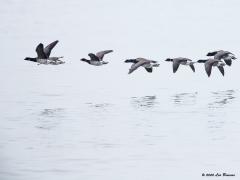 20130216 Witbuikrotgans In Nederland komen in de winter een drietal rotganzen voor. De algemene zwartbuikrotgans, de zeldzame witbuikrotgans en de zeldzame zwarte rotgans. De zwarte liet ik al zien, nu is de witbuikrotgans aan de beurt. Deze komt soms in kleine aantallen aan de kust voor, vooral bij strenge winters. Er zijn ooit ca. 850 vogels hier geteld wat staat voor eentiende van de totale wereldpopulatie, zo klein is zo'n vogelsoort dus!. Die 850 was uitzonderlijk, meestal zijn het er ge