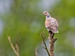 Zomertortel  20160531  De Krochten