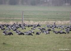 20200124 Zwarte Rotgans Dit is niet zo maar een ganzenfoto zal de echte vogelaar herkennen. Wie ziet de clou?