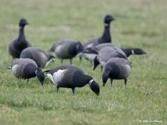 20200124 Zwarte Rotgans Eerder liet ik deze zeldzame gans zien in een zoekplaatje, hier nu veel duidelijker in beeld. Hij is tussen de vele zwartbuikrotganzen te vinden door te letten op het echte wit op de flank en de dikkere witte halsband die ook verder achter in de hals door loopt. Ook de rug en buik zijn zwarter dan bij de gewone rotgans. De Zwarte Rotgans broedt in Oost-Siberie, Alaska en Noordwest Canada. De eerste Zwarte Rotgans in Nederland werd gezien in 1974.