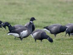 20200124 Zwarte Rotgans Eerder liet ik deze zeldzame gans zien in een zoekplaatje, hier nu veel duidelijker in beeld. Hij is tussen de vele zwartbuikrotganzen te vinden door te letten op het echte wit op de flank en de dikkere witte halsband die ook verder achter in de hals door loopt. Ook de rug en buik zijn zwarter dan bij de gewone rotgans. De Zwarte Rotgans broedt in Oost-Siberie, Alaska en Noordwest Canada. De eerste Zwarte Rotgans in Nederland werd gezien in 1974. 