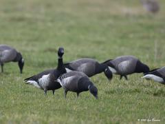 20200124 Zwarte Rotgans Eerder liet ik deze zeldzame gans zien in een zoekplaatje, hier nu veel duidelijker in beeld. Hij is tussen de vele zwartbuikrotganzen te vinden door te letten op het echte wit op de flank en de dikkere witte halsband die ook verder achter in de hals door loopt. Ook de rug en buik zijn zwarter dan bij de gewone rotgans. De Zwarte Rotgans broedt in Oost-Siberie, Alaska en Noordwest Canada. De eerste Zwarte Rotgans in Nederland werd gezien in 1974.