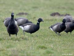 20200124 Zwarte Rotgans Eerder liet ik deze zeldzame gans zien in een zoekplaatje, hier nu veel duidelijker in beeld. Hij is tussen de vele zwartbuikrotganzen te vinden door te letten op het echte wit op de flank en de dikkere witte halsband die ook verder achter in de hals door loopt. Ook de rug en buik zijn zwarter dan bij de gewone rotgans. De Zwarte Rotgans broedt in Oost-Siberie, Alaska en Noordwest Canada. De eerste Zwarte Rotgans in Nederland werd gezien in 1974. 