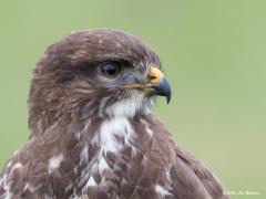 Buizerd 20200124 Als ie dan een keer goed blijft zitten kan er ook wel een dichtbij portretje af dacht ik. Het uiterlijk van deze buizerd is heel algemeen meen ik, veel familieleden lijken op hem, een doorsnee geval.