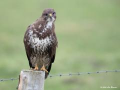 Buizerd 20200124 Deze buizerd gaf nog een kleine show precies kijken weg. Net zoals uilen doen bewoog de kop horizontaal en verticaal op en neer met de ogen gefocused op ....? Op die manier kan nog beter de diepte, de afstand worden bepaald van een mogelijke prooi. Had dit gedrag bij een buizerd niet eerder gezien.