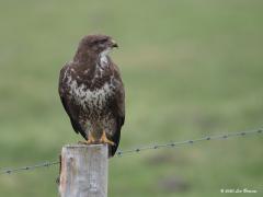 Buizerd 20200124 Echt maar hoogst zelden maak ik mee dat een buizerd me een echt goede kans geeft om te fotograferen. Hier gebeurde dat wel. Ik was in de auto ganzen aan het bekijken komt ineens deze buizerd op een meter of 15 op een weipaal zitten. Geheel niet geïnteresseerd in ons, de blik gefocused op iets dat wij niet zagen.