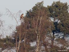 Buizerd Arendonk 20200206