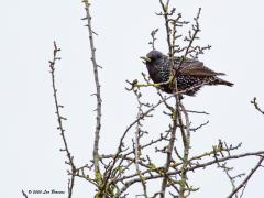 Spreeuw Sturnus vulgaris Deze foto is deze week gemaakt. Het broedseizoen komt er aan en meneer moet indruk gaan maken op de vrouwen. Dat lukt hem vast wel gezien alle kleurtjes die hij showt. Zelfs op zijn snavel zien we drie kleuren. Vulgaris kreeg ie mee als naamplaatje, staat dat voor grof/plat/ordinair? Zal wel meer slaan op algemeen maar wat mij betreft niet op heel gewoon.