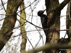 Zwarte specht Dryocopus martius 20200212 Gisteren liet ik het vrouwtje zien met slechts weinig rood op de kop. Nu het mannetje waarbij het rood door loopt tot vlak aan de imposante snavel. Een gemakkelijk kenmerk is dat rood op de kop.