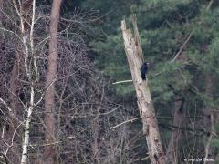 Zwarte specht Dryocopus martius 20200209 Zo wil je deze gigant nog wel eens te zien krijgen. Op grote afstand, tegen een dode boom. In de regel hebben ze jou eerder gezien dan jij hen. En dan gaan ze in de regel gauw aan de andere kant van de boom zitten, lekker weer uit het zicht. Hier was ik haar voor. Weinig rood op de kruin, daarom een vrouwtje.