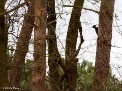 Zwarte specht Dryocopus martius 20200209 De meesten zullen wel door hebben gehad dat mijn vorige foto verkregen was door bij de afwerking een aantal schuifjes van het bewerkingsprogramma helemaal verkeerd in te stellen. De onjuiste kleurstelling geeft sfeer maar is oneigenlijk. Bij de foto nu staan alle schuifjes op de juiste plaats.