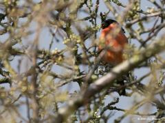 Goudvink  20200307  De goudvinken hebben nu de tijd van hun leven. Er zijn bloemknopjes te vinden en daar lusten ze wel pap van. De vogels vinden in een dichte haag is echter niet eenvoudig. Ze daar scherp in beeld krijgen is nog lastiger, al die takjes verstoren de scherpstelling van de camera.