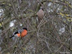 Goudvink  20200305  Een mooie vogel is niet lelijk. Die stelling durf ik echt wel aan. Een goudvink bewijst de stelling. Het mannetje dan wel te verstaan want het vrouwtje is niet speciaal gekleurd. Hier een stelletje in hun natuurlijke omgeving, een haag waarin lekkere bloemknopjes te vinden zijn.