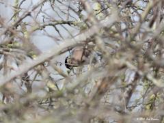 Goudvink  20200307  De goudvinken hebben nu de tijd van hun leven. Er zijn bloemknopjes te vinden en daar lusten ze wel pap van. De vogels vinden in een dichte haag is echter niet eenvoudig. Ze daar scherp in beeld krijgen is nog lastiger, al die takjes verstoren de scherpstelling van de camera.